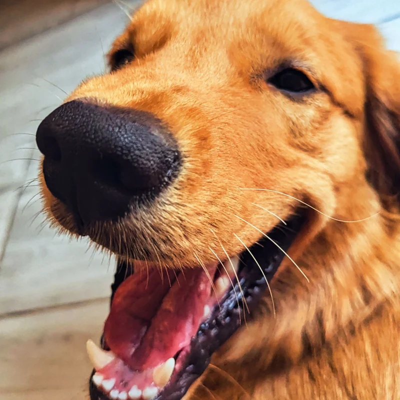 Thor, el golden retriever que le da nombre a Thor Prints